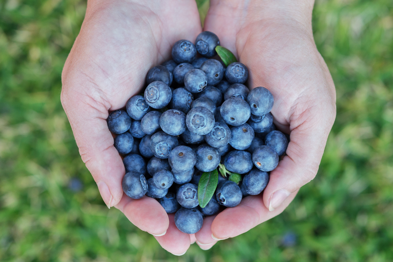 Blueberries, the Anti-Inflammatory Superfood