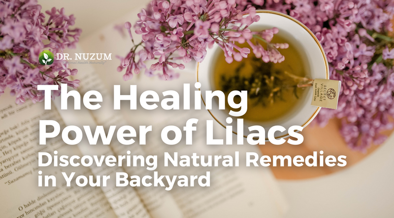 The Healing Power of Lilacs: Discovering Natural Remedies in Your Backyard